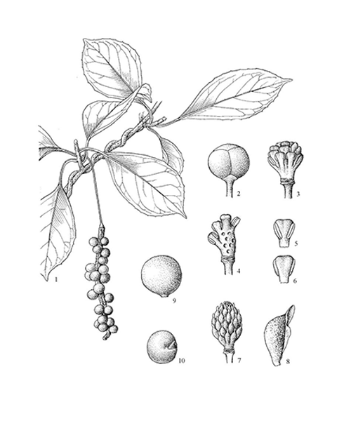 Natural compounds from  Schisandra sphenanthera